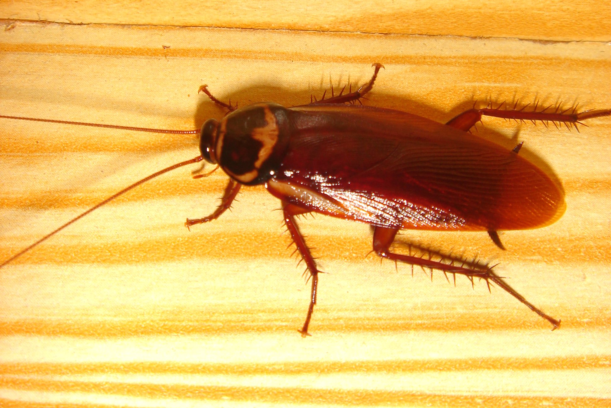 Cockroach close-up